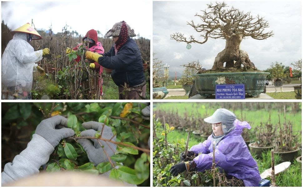 Apricot carpenters in Binh Dinh race against the weather to "change the clothes" of yellow apricot trees in time for Tet. Photo: Hoai Luan