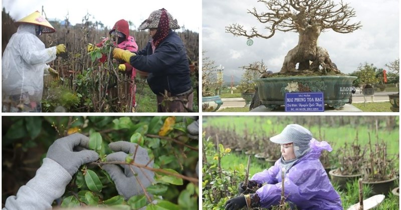 Thợ mai ở Bình Định tất bật xuống lá để hoa kịp đón Tết