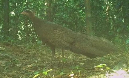 Rare Crested Pheasant species discovered in Quang Binh. Photo: Management Board of Dong Chau - Khe Nuoc Trong Nature Reserve