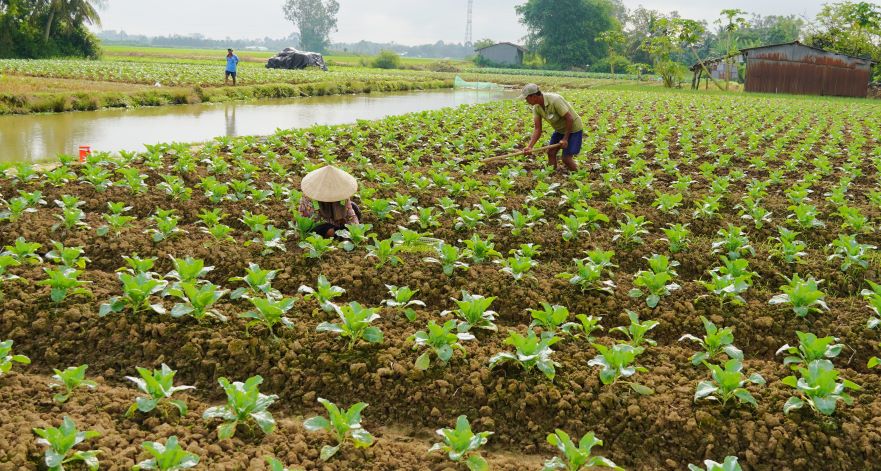 Nông dân tất bật chăm sóc vụ rau màu Tết. Ảnh: Phương Anh