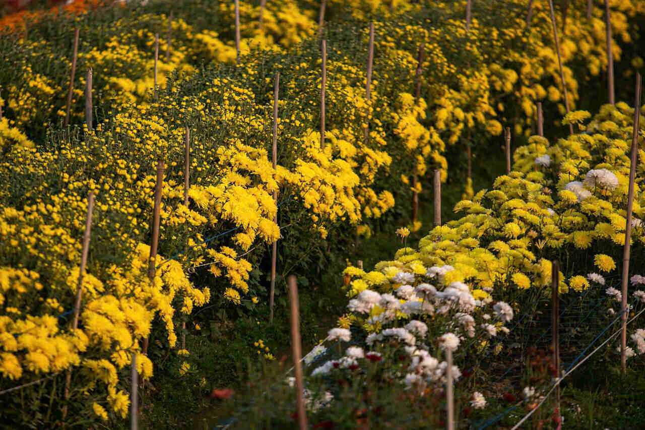 Chrysanthemums blooming in the flower fields of Kim Thanh district. Photo: Mai Huong