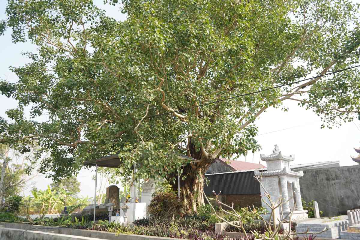 The 1,500-year-old Bodhi tree in Cap Tien commune, Tien Lang, Hai Phong is still green all year round and is the pride and treasure of the local people. Photo: Mai Dung