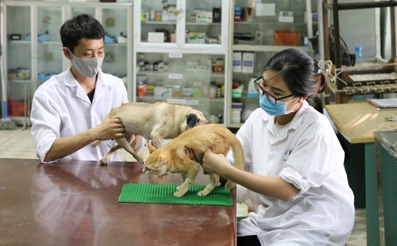 Veterinary Medicine