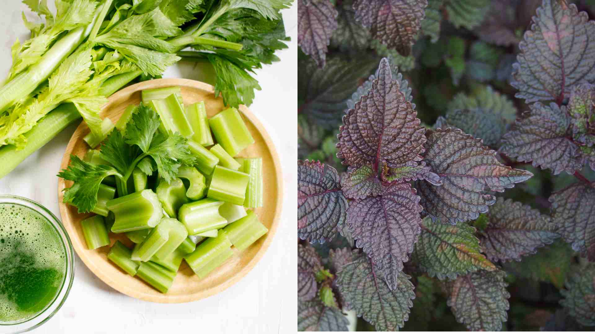 Celery and perilla help control uric acid effectively.