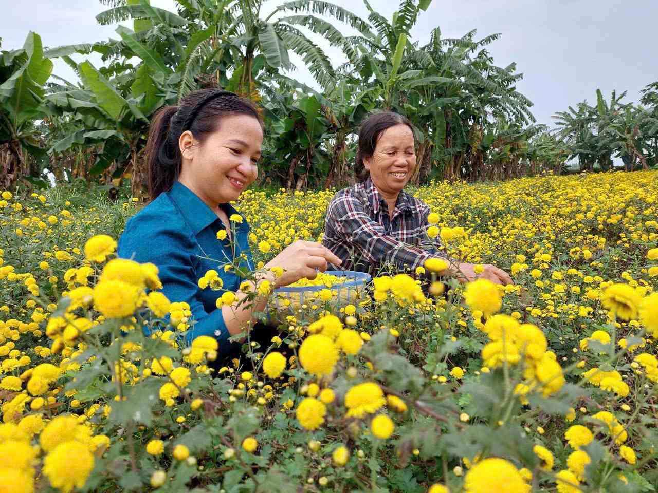 Chi Cao Thi Hang no luc tim huong tieu thu ben vung cho san pham hoa cuc chi duoc lieu. Anh: Nhan vat cung cap