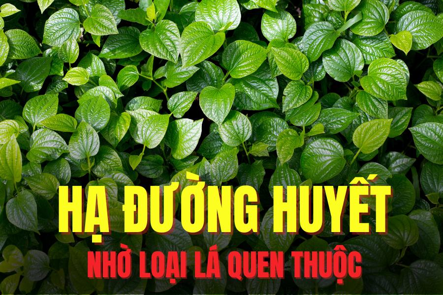 Piper lolot leaves help lower blood sugar effectively. Graphics: Hoai Lan