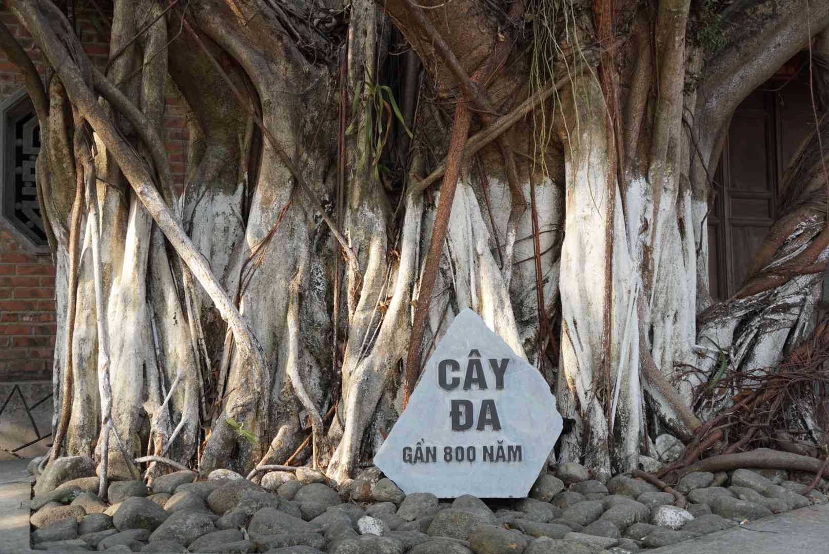 Tai chua van con luu giu nhieu co thu gan 800 tuoi nhu mot nhan chung lich su chung kien nhung bien thien tren dinh nui nay.