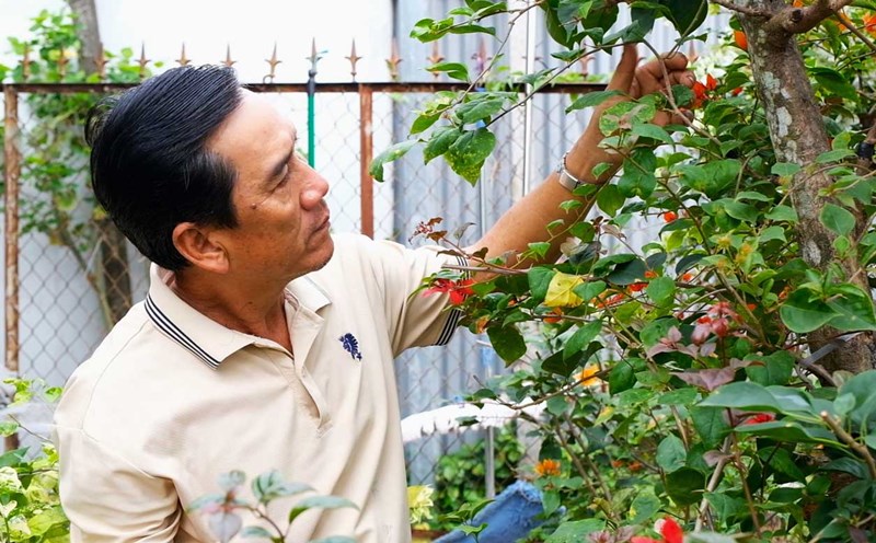 Can Tho gardeners meticulously care for flowers and ornamental plants to serve the Tet market. Photo: My Ly