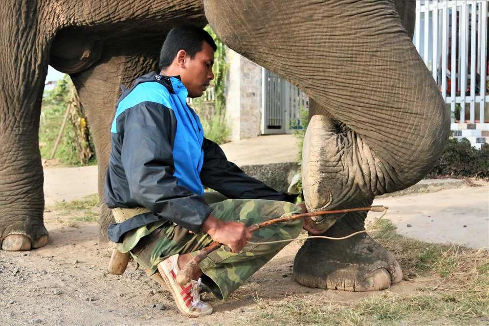 Anh Y Vinh chăm sóc cho voi Khăm Sen. Ảnh: Bảo Trung