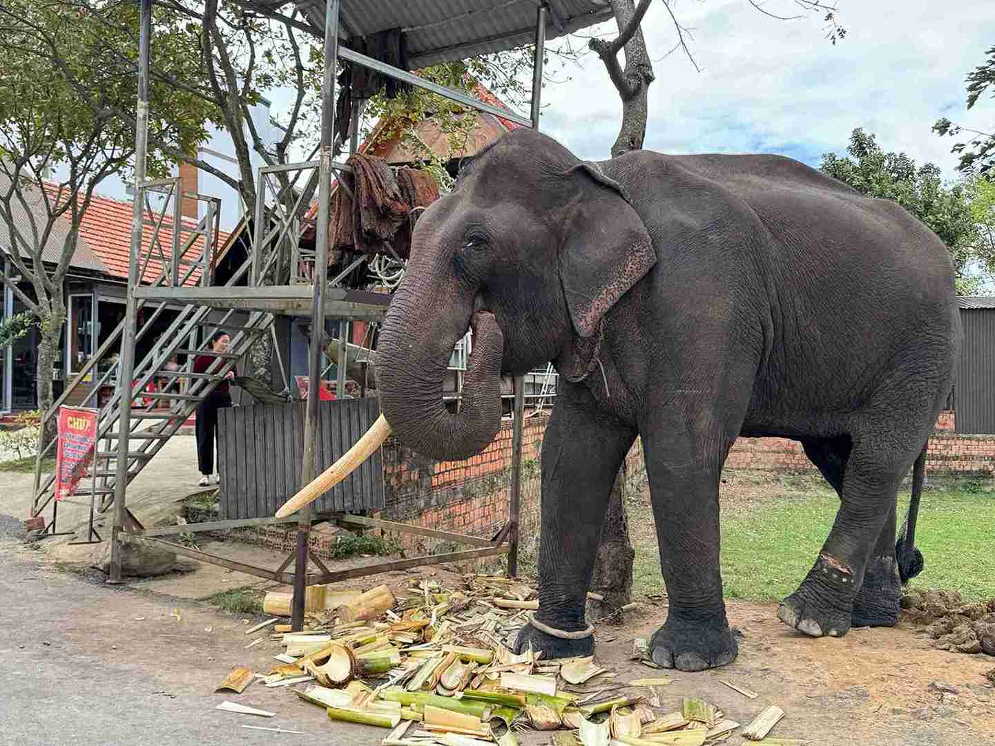 Elephant Kham Sen (32 years old) has been adopted by Mr. Y Vinh E Ung's family since he was 2 years old. Photo: Bao Trung