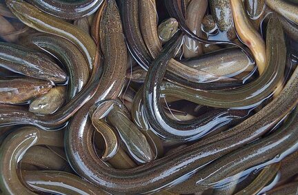 Add this food to your diet to help lower blood sugar. Photo: Kieu Vu