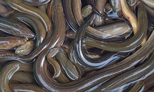 Bổ sung loại thực phẩm này vào chế độ ăn để hỗ trợ hạ đường huyết. Ảnh: Kiều Vũ