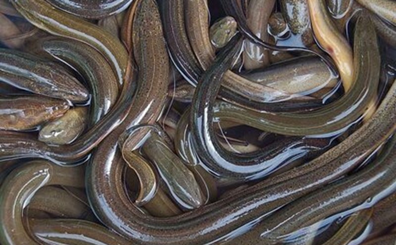 Add this food to your diet to help lower blood sugar. Photo: Kieu Vu