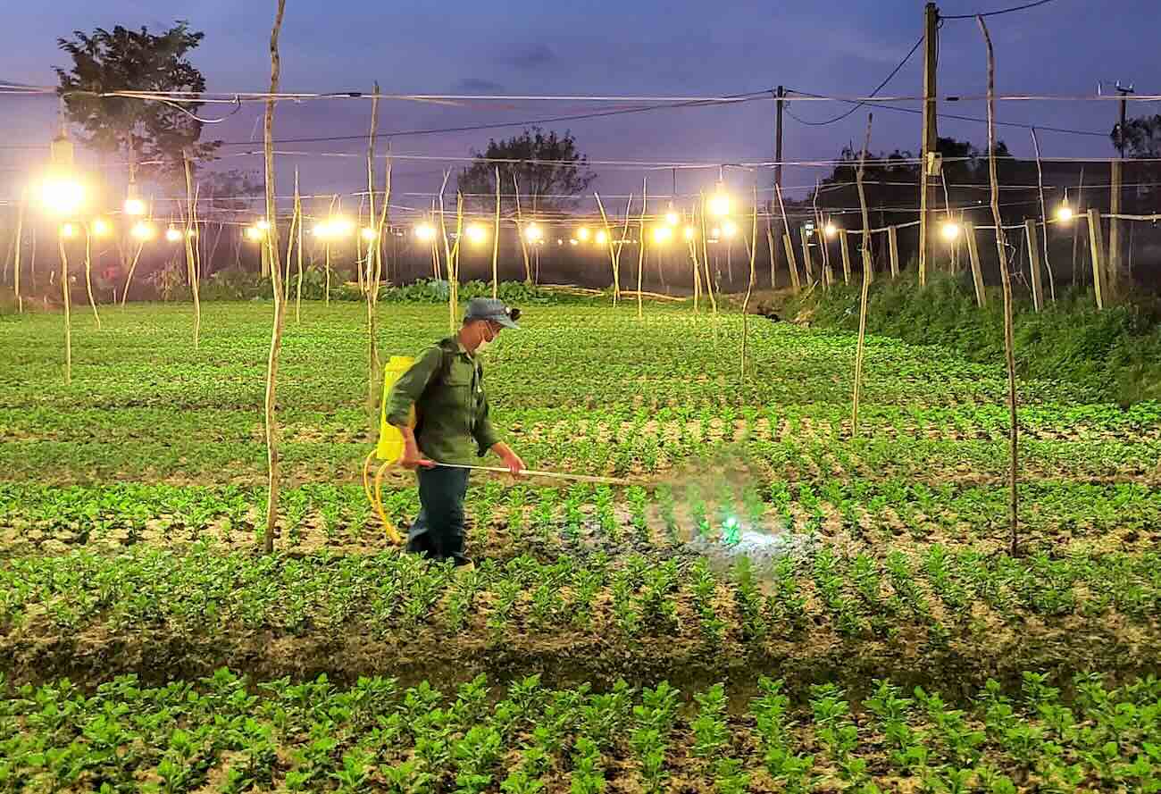 Quang Binh farmers light lamps to watch over flowers for Tet. Photo: Phi Sang