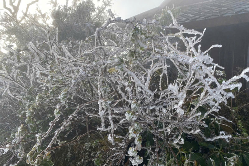 Trees on Fansipan peak froze as strong cold air rushed in, causing the temperature to drop. Photo: Sa Pa Department of Culture and Information