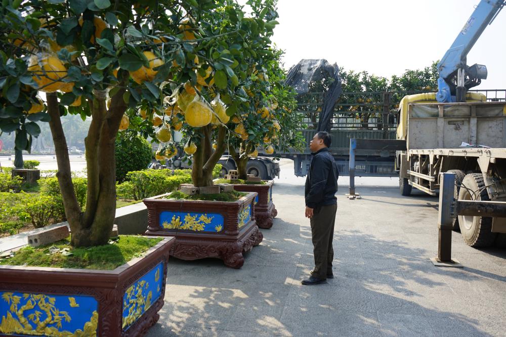 Nguoi dan thich thu, chiem nguong nhung cay buoi canh triu qua tai diem ban hoa Tet o quang truong Lam Son, TP Thanh Hoa. Anh: Quach Du