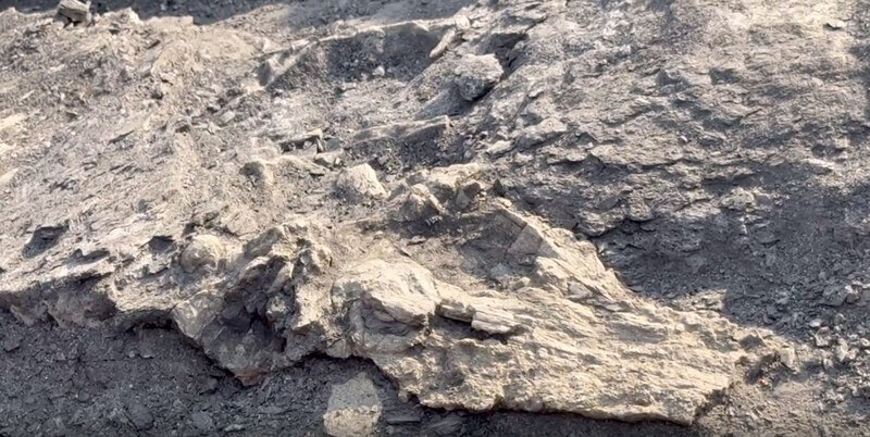 Paleontological fossil crocodile specimen dating back about 35 - 40 million years in Na Duong, Loc Binh. Photo: Hoang Nhu