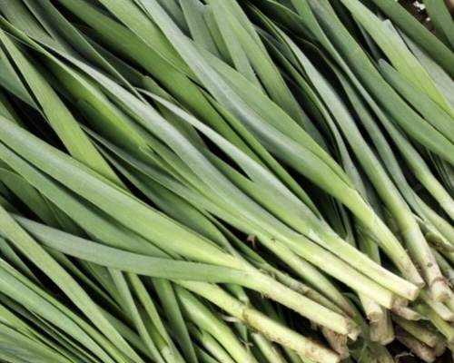 This is a familiar leaf that is said to have the effect of lowering blood sugar, good for diabetes. Photo: Nghia Ha