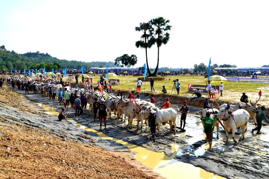 San dua bo tai Tri Ton. Anh: Thanh Mai 