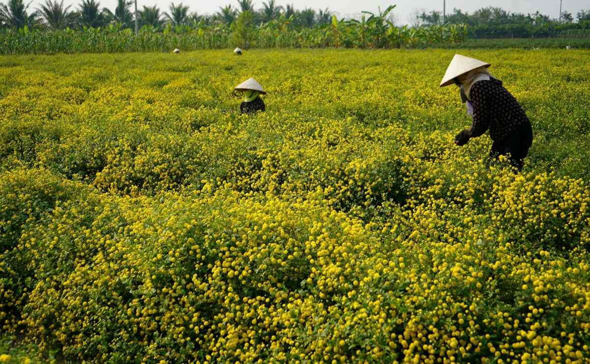 Golden fields bring more income than rice cultivation for people in Thang Thuy commune, Vinh Bao, Hai Phong. Photo: Mai Dung