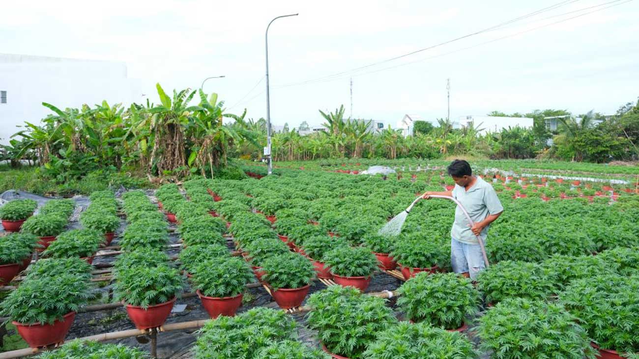 Thoi diem nay, cac nha vuon san xuat hoa, kieng Tet tren dia ban TP Can Tho dang khan truong cham bon de hoa dat chat luong, kip phuc vu thi truong Tet.