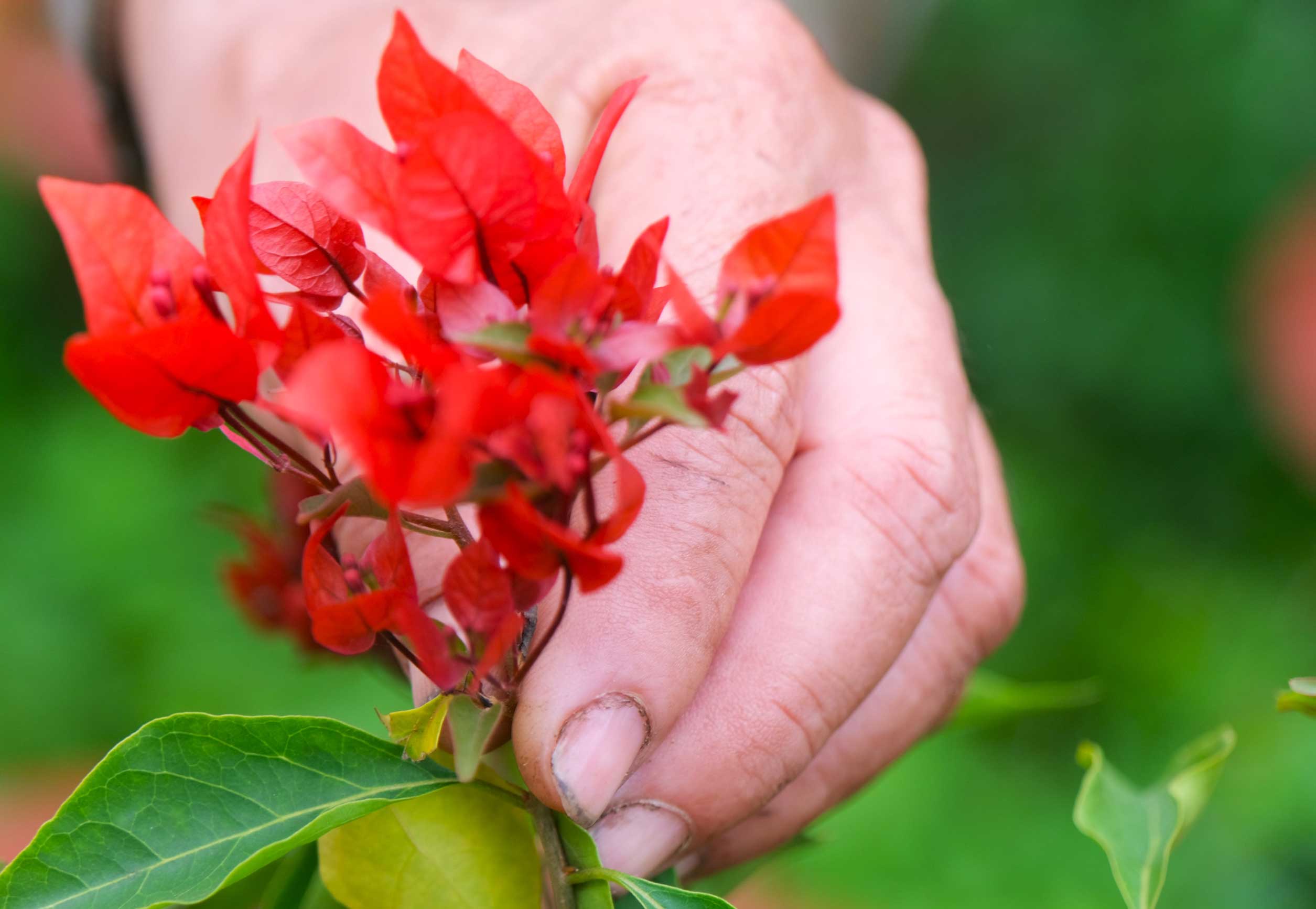 Ong Truyen cho biet, nguoi tieu dung hien co xu huong chon mua kieng nho, gon chung 3 ngay Tet, phu hop voi tui tien va khong gian trong nha, nhat la nhung gia dinh song o thanh thi.