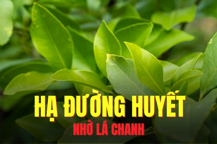 Lemon leaves effectively support lowering blood sugar. Graphics: Hoai Lan