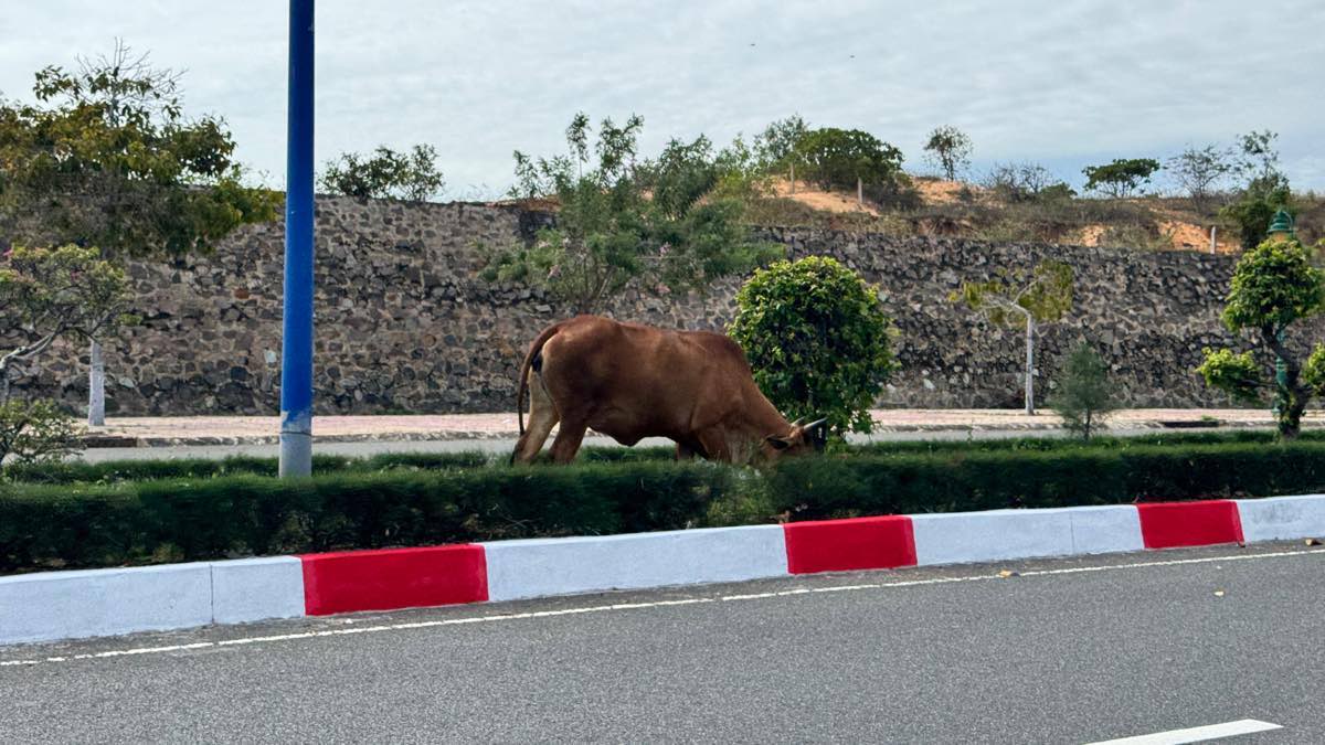 Bo gam co giua duong roi bang qua duong tiem an nhieu nguy co tai nan tren tuyen duong du lich. Anh: Duy Tuan 