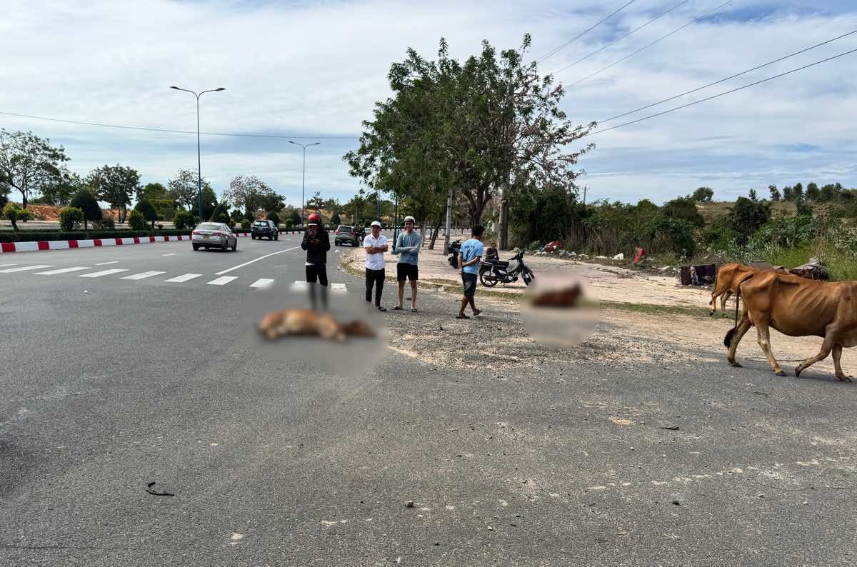 Hien truong 2 con bo bi tong nga guc tren duong Vo Nguyen Giap. Anh: Duy Tuan 