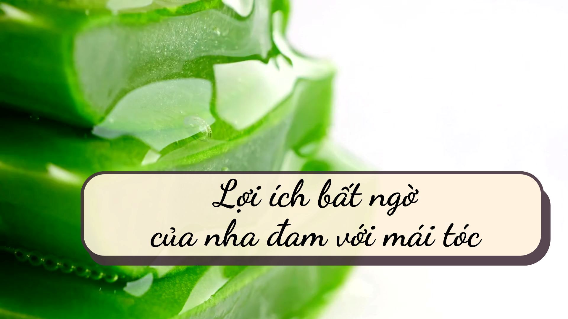 Aloe vera is good for hair. Graphics: Thanh Thanh