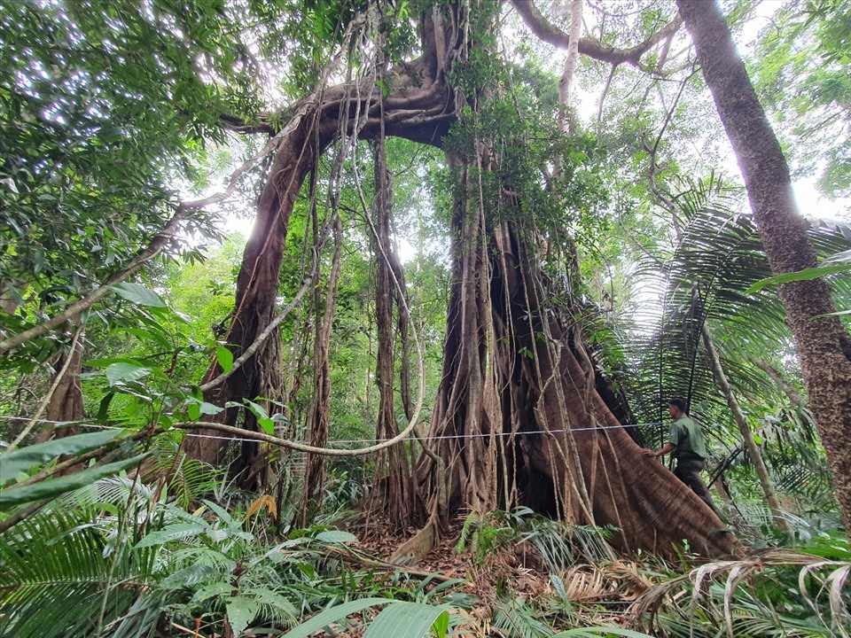 The heritage banyan tree is hundreds of years old and belongs to the forest area managed by Nam Tay Nguyen Forestry One Member Co., Ltd. Photo: Bao Lam