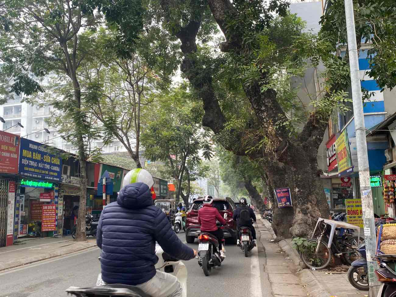 Nhiều cây cổ thụ mọc nghiêng ngả trên phố Đội Cấn (Hà Nội), tiềm ẩn nhiều rủi ro. Ảnh: Nhật Minh
