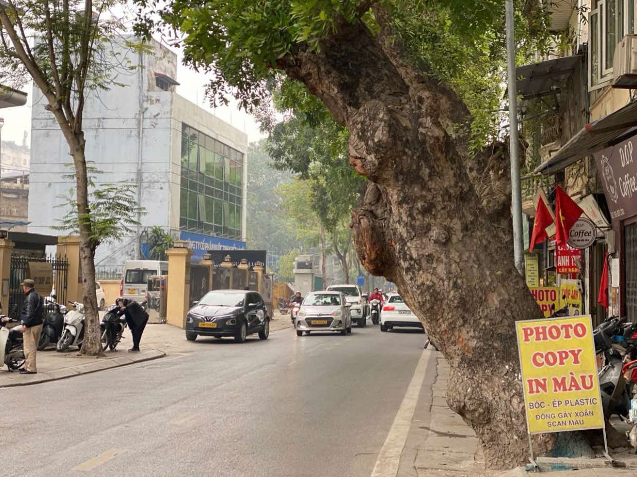 Một cây xanh với bộ gốc to mọc tràn ra phần đường đi lại của người dân. Ảnh: Nhật Minh