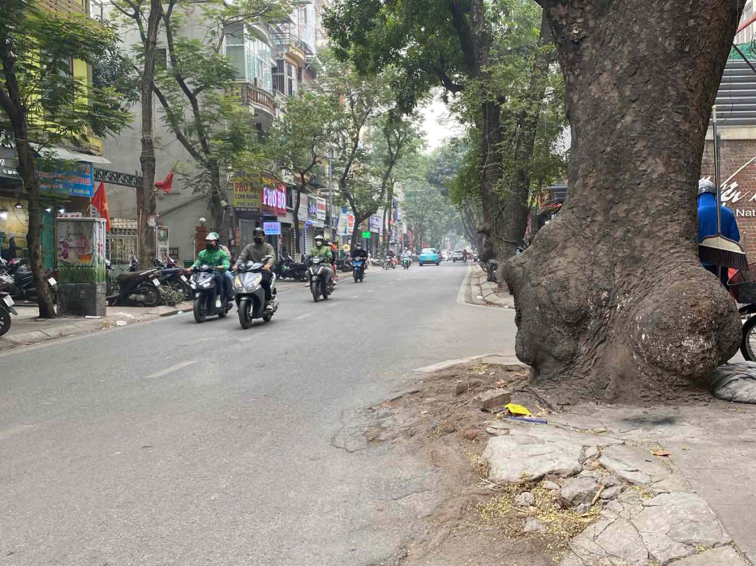 Bộ rễ của cây xanh mọc trồi lên làm nứt phần hè phố và lòng đường. Ảnh: Nhật Minh