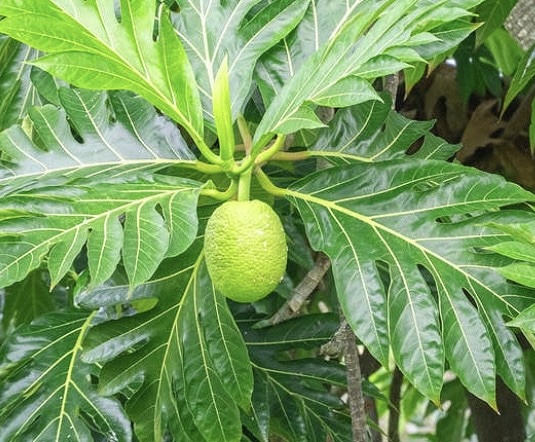 Using this type of dried leaves can help lower blood sugar. Photo: Ha Anh