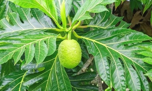 Sử dụng loại lá này phơi khô có thể hỗ trợ hạ đường huyết. Ảnh: Hà Anh