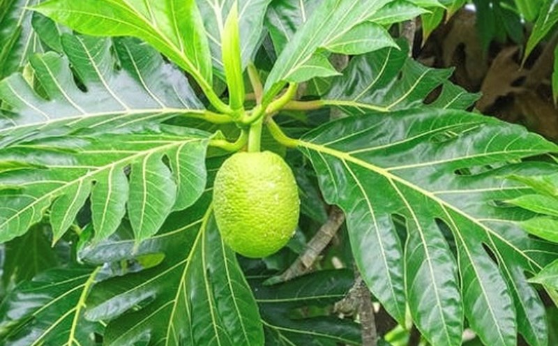 Using this type of dried leaves can help lower blood sugar. Photo: Ha Anh