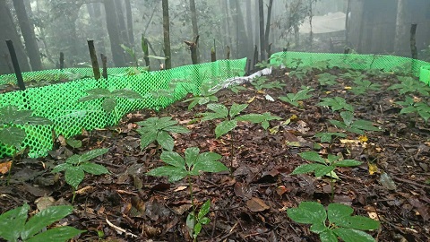 Ngoc Linh ginseng seedlings garden in the forest. Photo: Thanh Tuan
