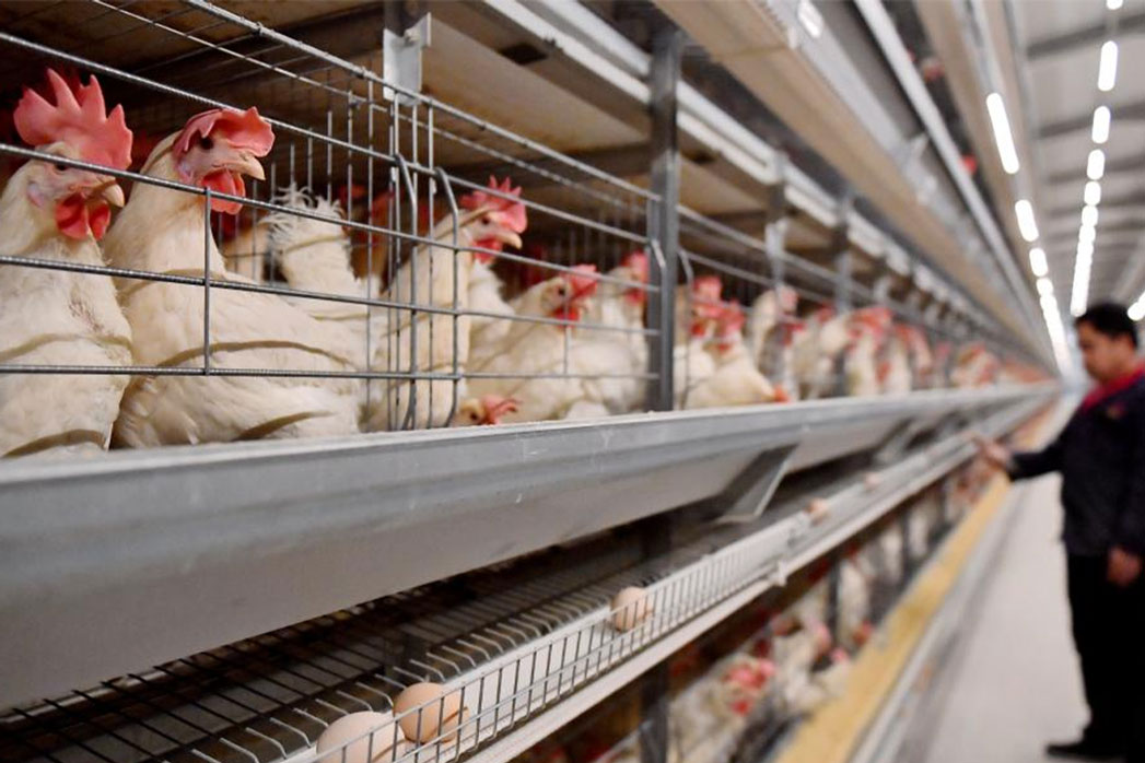 In early 2025, the US recorded 60 cases of bird flu. Photo: Xinhua