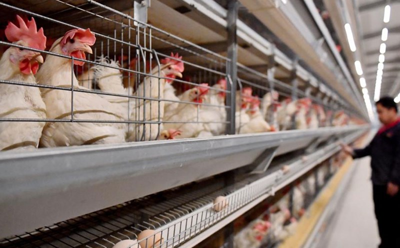 In early 2025, the US recorded 60 cases of bird flu. Photo: Xinhua