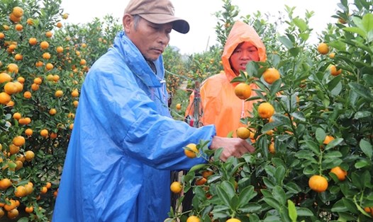Người dân Hội An, Quảng Nam vui mừng vì quất được mùa, được giá. Ảnh: Nguyễn Linh