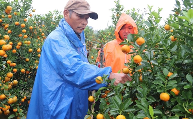 People in Hoi An, Quang Nam are happy because kumquats have a good harvest and good prices. Photo: Nguyen Linh