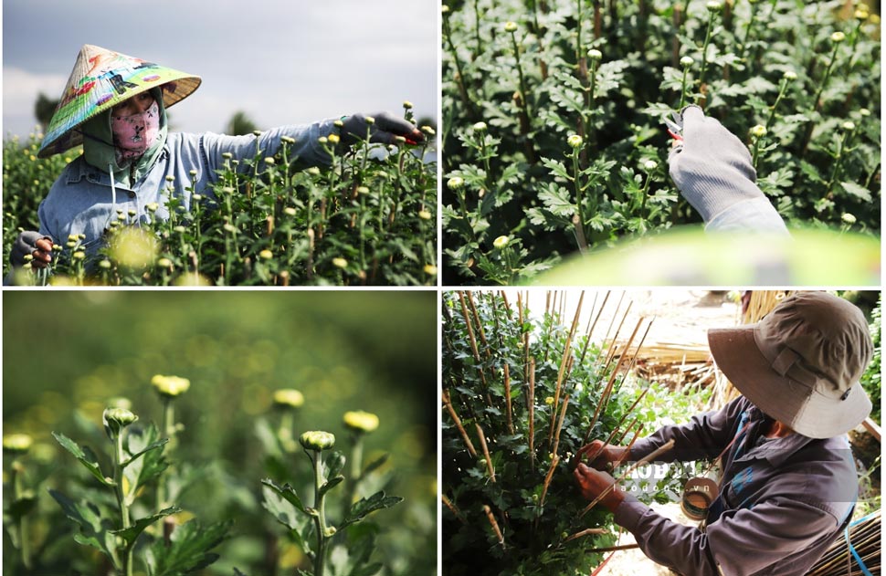 Chrysanthemum workers in Binh Dinh are busy taking care of, pruning, and shaping to bring the most beautiful chrysanthemum pots to the Tet market. Photo: Hoai Luan