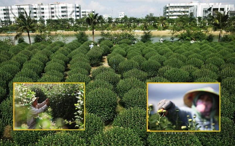 Chrysanthemum workers in Binh Dinh are busy taking care of, pruning, and shaping to bring the most beautiful chrysanthemum pots to the Tet market. Photo: Hoai Luan