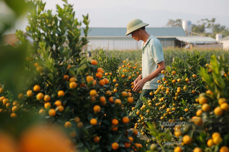 Peach and kumquat prices in the garden have begun to increase with Tet just a few weeks away. Photo: Quang Dat