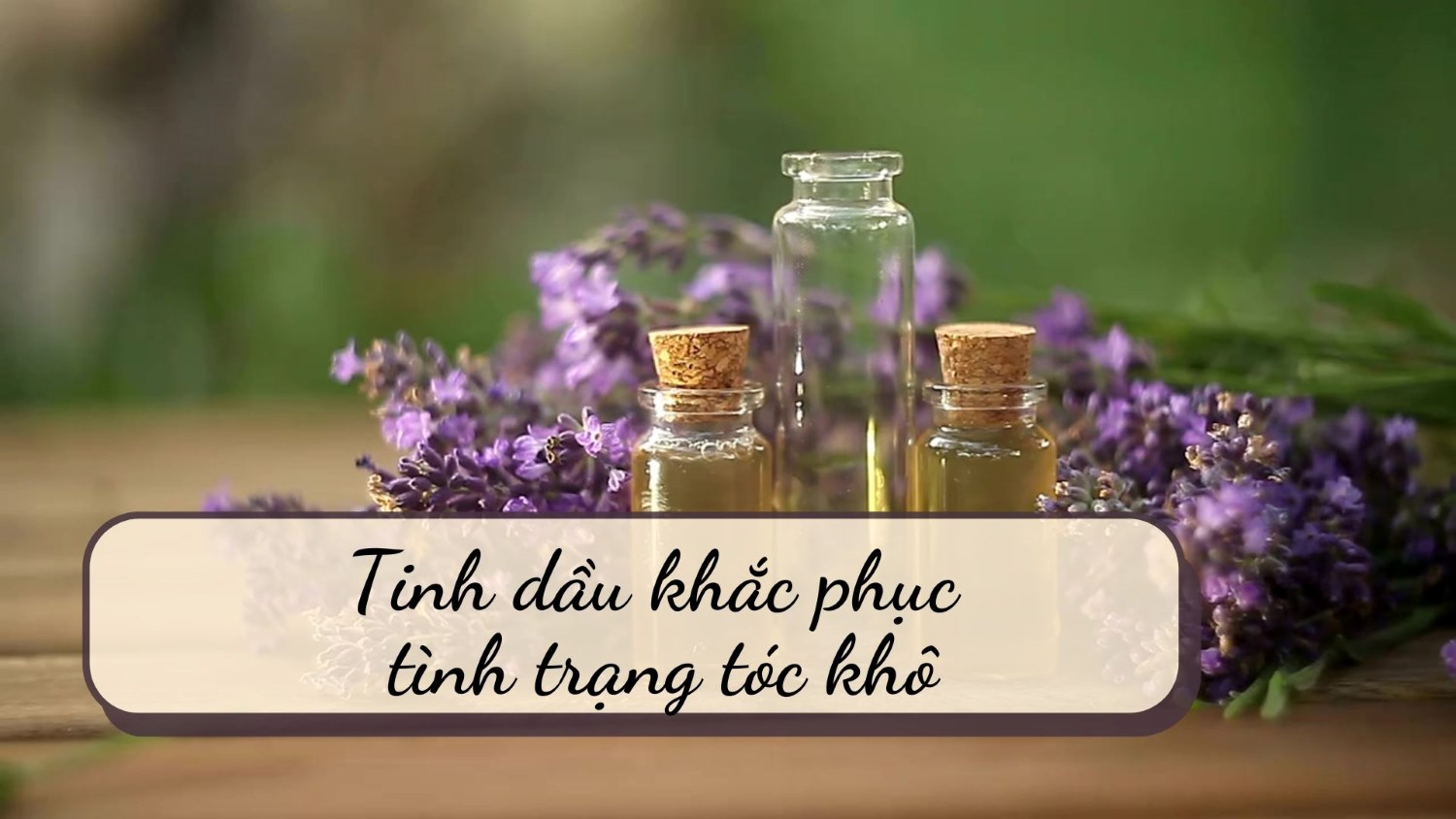 We should take care of our hair with lavender essential oil. Graphics: Thanh Chan