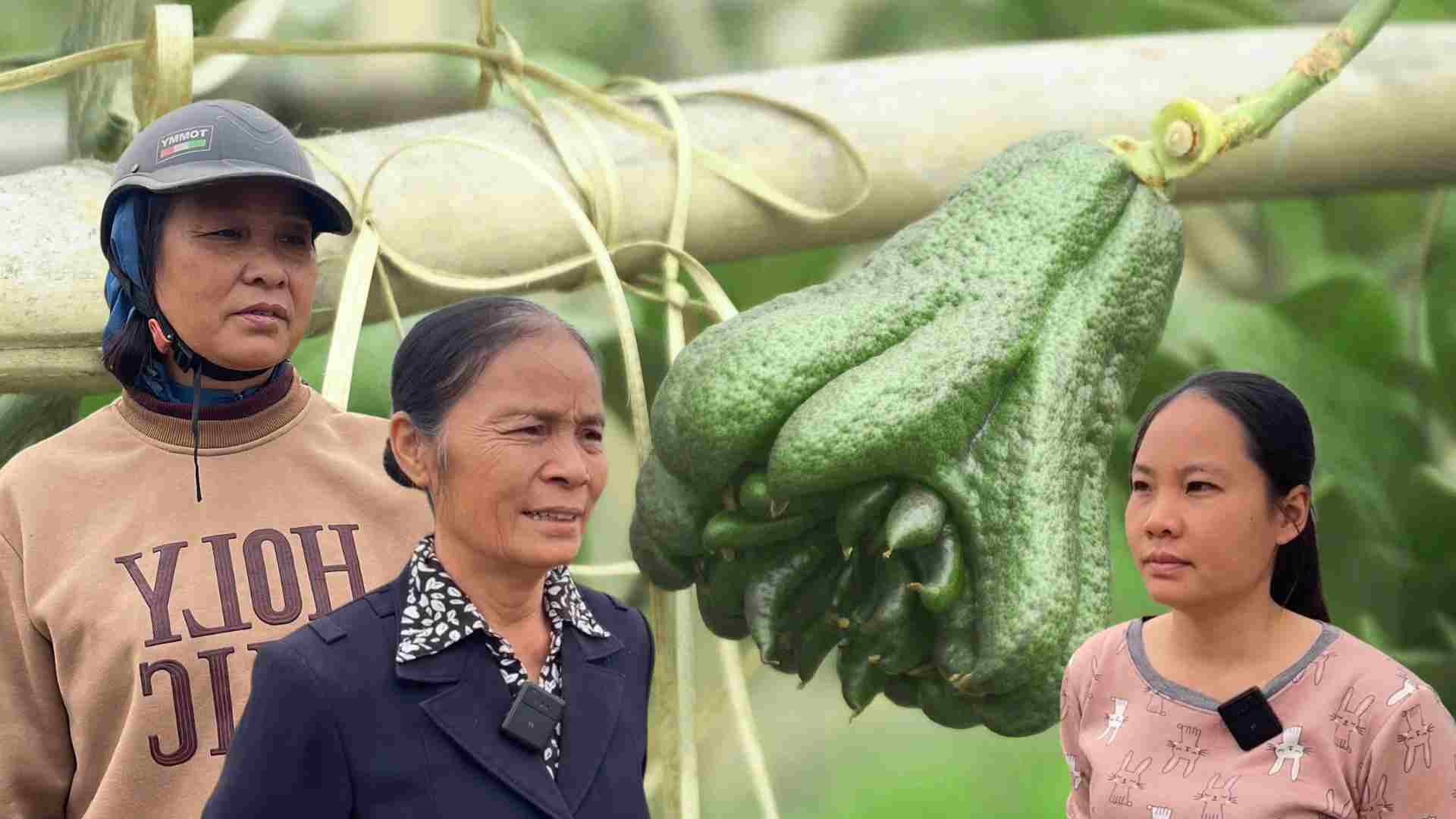 Crop failure, Buddha's hand growers worry about having to borrow money for Tet