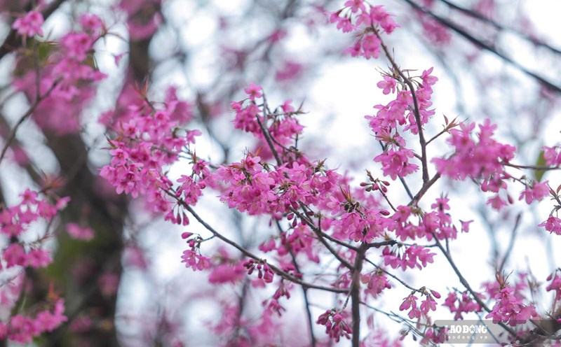 The To Day flower is a flower with strong vitality and only blooms in the cold winter. Photo: Tran Bui