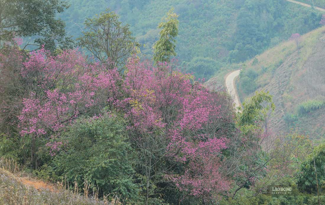 Anh Giang A Pao (32 tuoi, , khong biet loai cay nay co tu bao gio, goc gac tu dau, chi biet khi nguoi Mong sinh ra va lon len da thay sac do, hong phai cua no hien huu tren con duong di len nuong, len rung lay mat ong, hai cui vao moi do giap Tet. Dong bao Mong o Tay Bac rat ua thich hoa To Day boi hoa To Day con la bieu tuong cho tam hon, phong cach song cua cong dong dan toc Mong va cua nui rung Tay Bac.