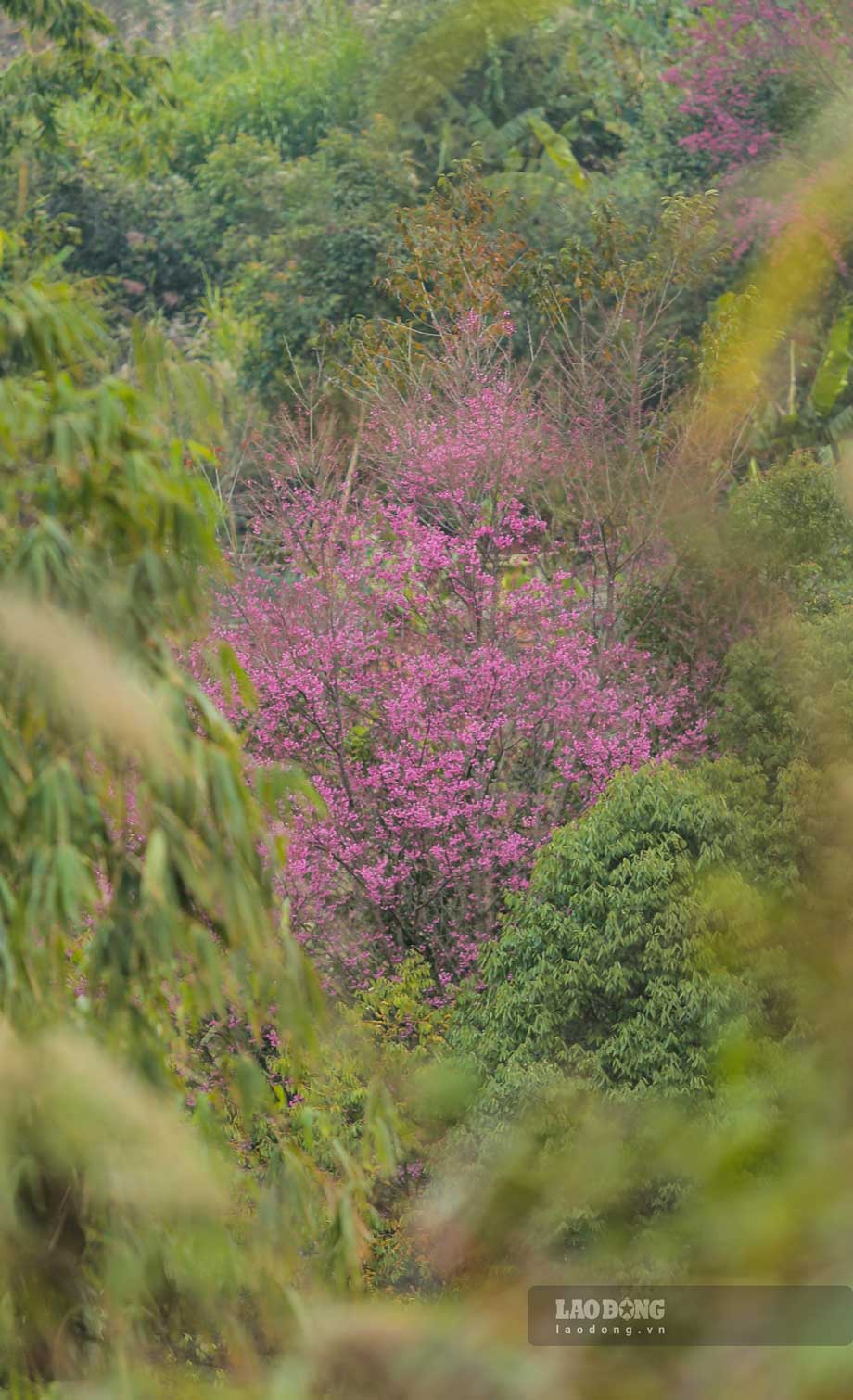 Buoc vao thang 12, trong nhung con mua xuan lat phat dau mua se dua no choi non, nu hoa nhu bung tinh sau mot giac ngu vui dai ngay. Hoa va loc non cua To Day cung cua minh nay no, sinh soi mot thoi diem.